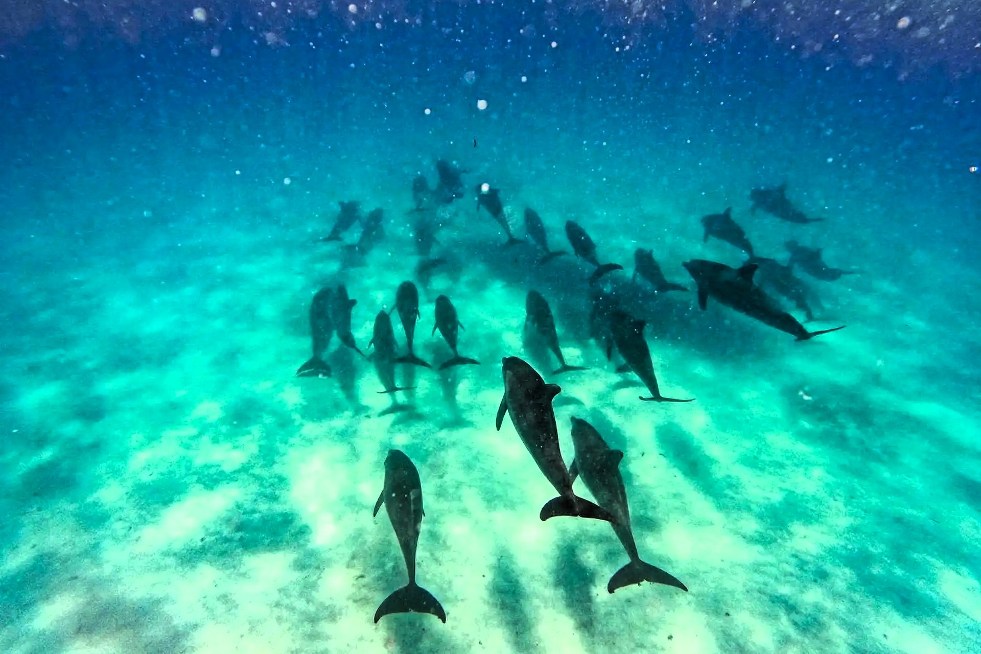 kizimkazi_dolphins_tour_02