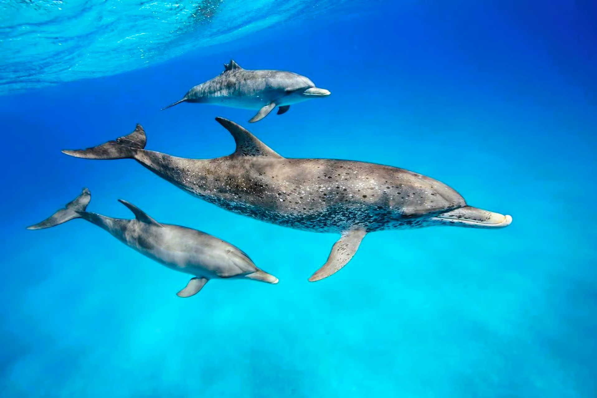 kizimkazi_dolphins_tour_04