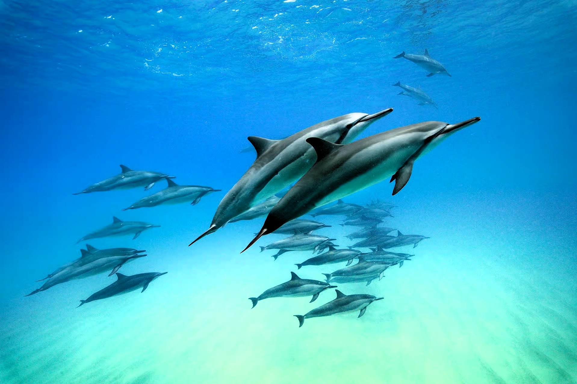 kizimkazi_dolphins_tour_05