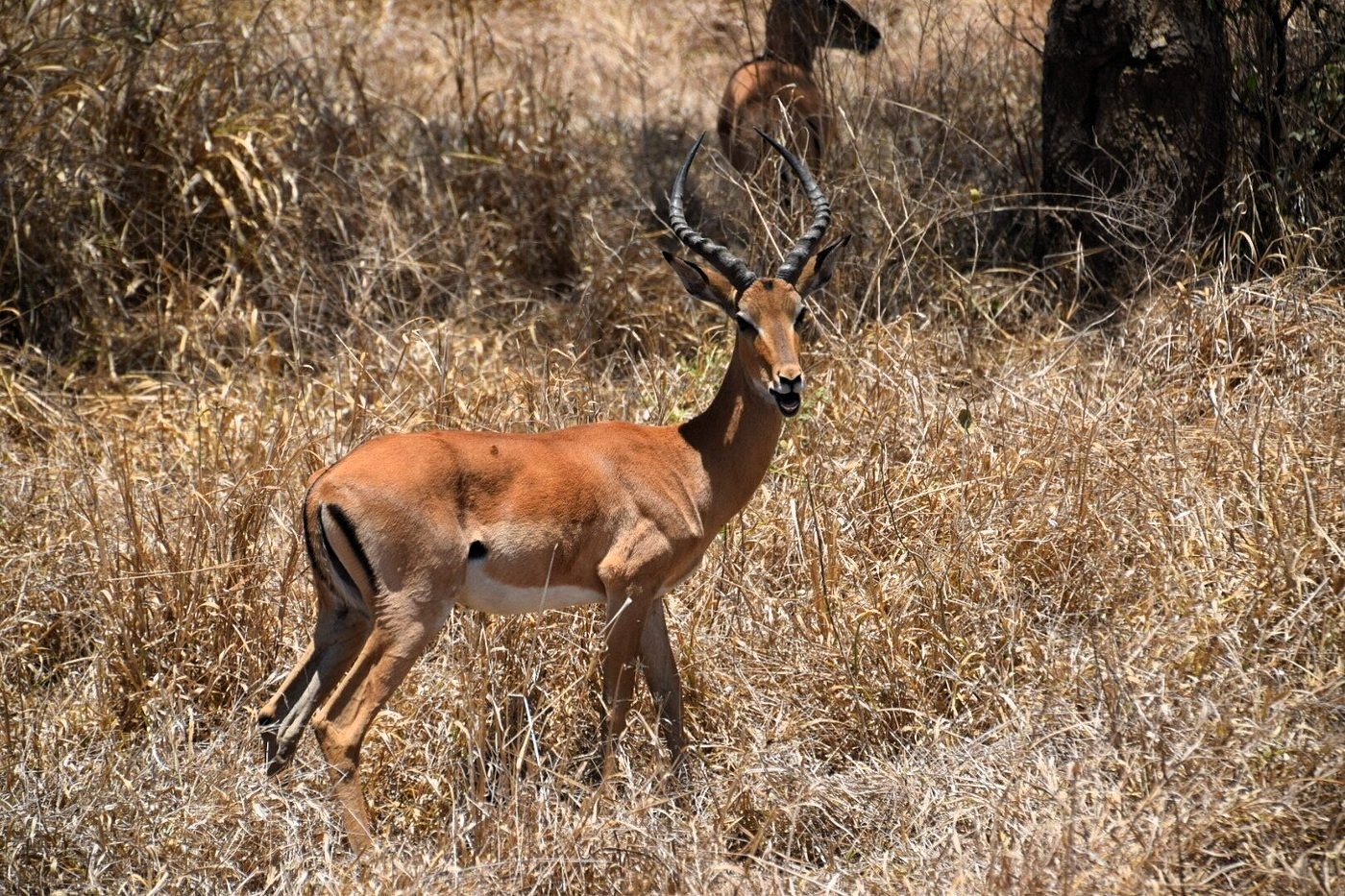 mikumi_day_trip_safari_02