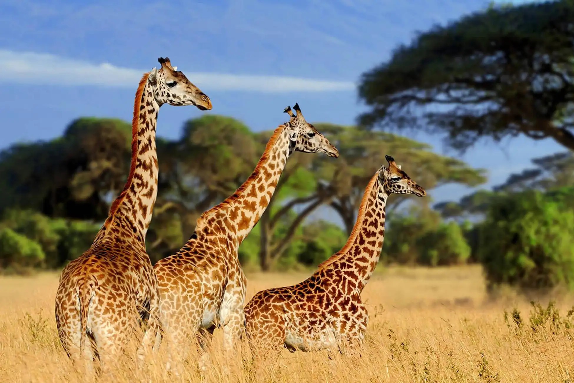 mikumi_day_trip_safari_04