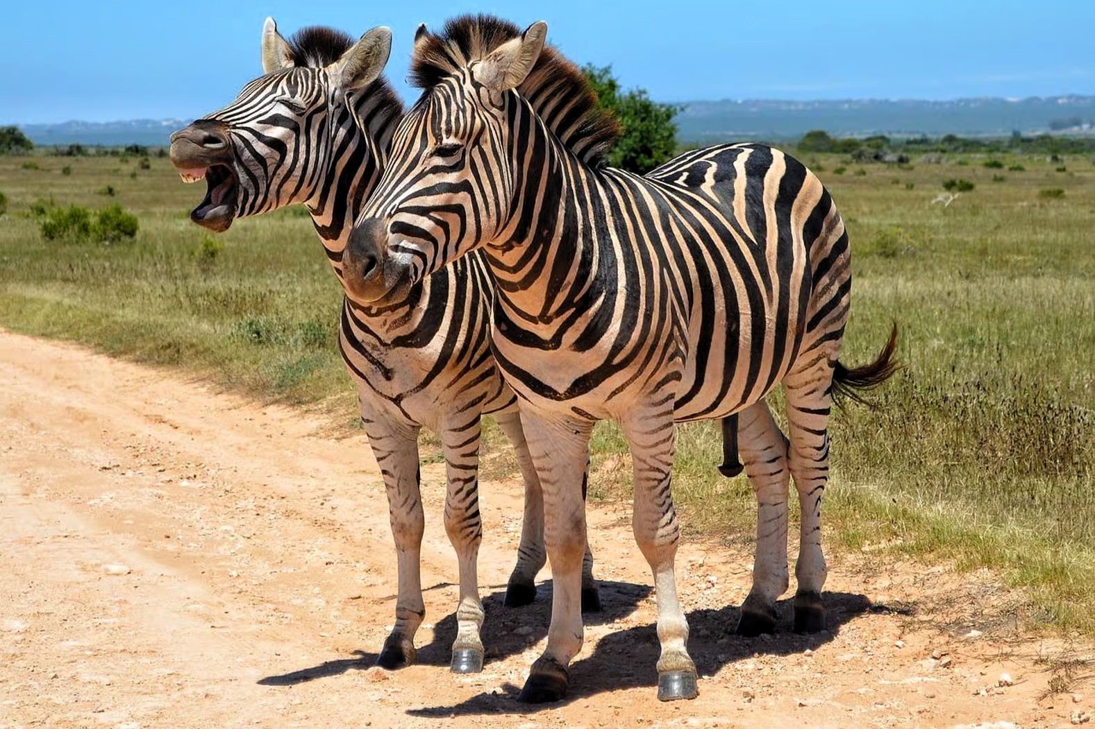 mikumi_day_trip_safari_05