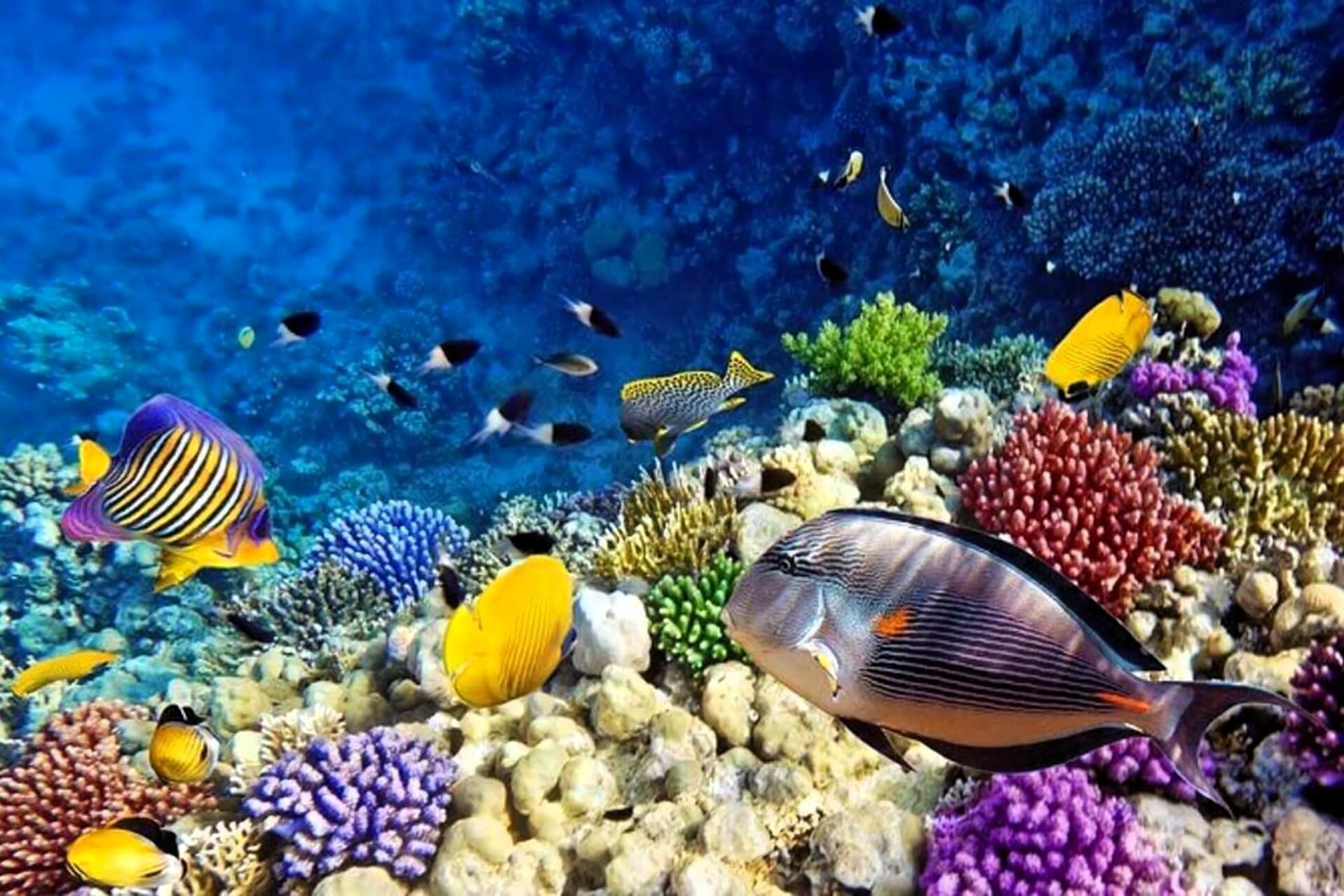 mnemba_island_snorkeling_tour_05