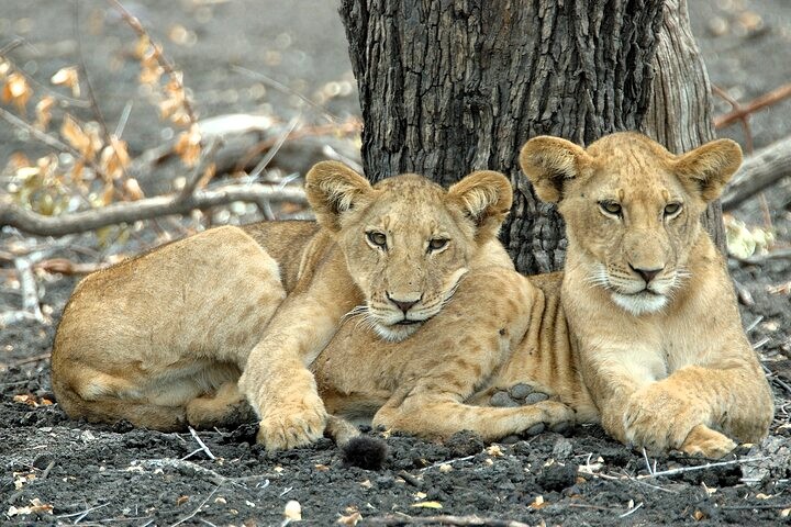 selous_day_trip_safari_02