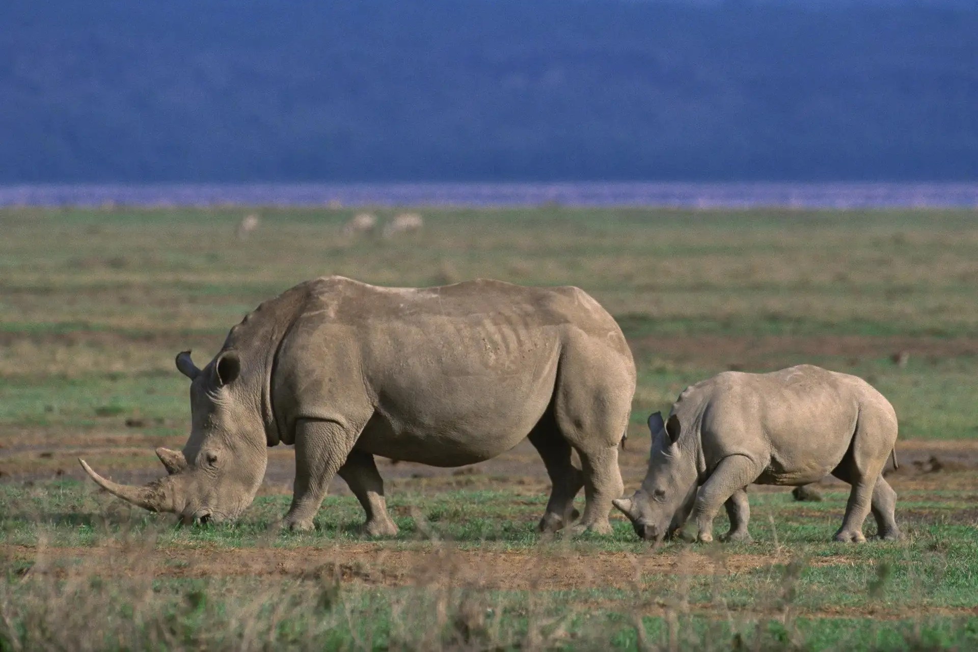 serengeti_day_trip_05