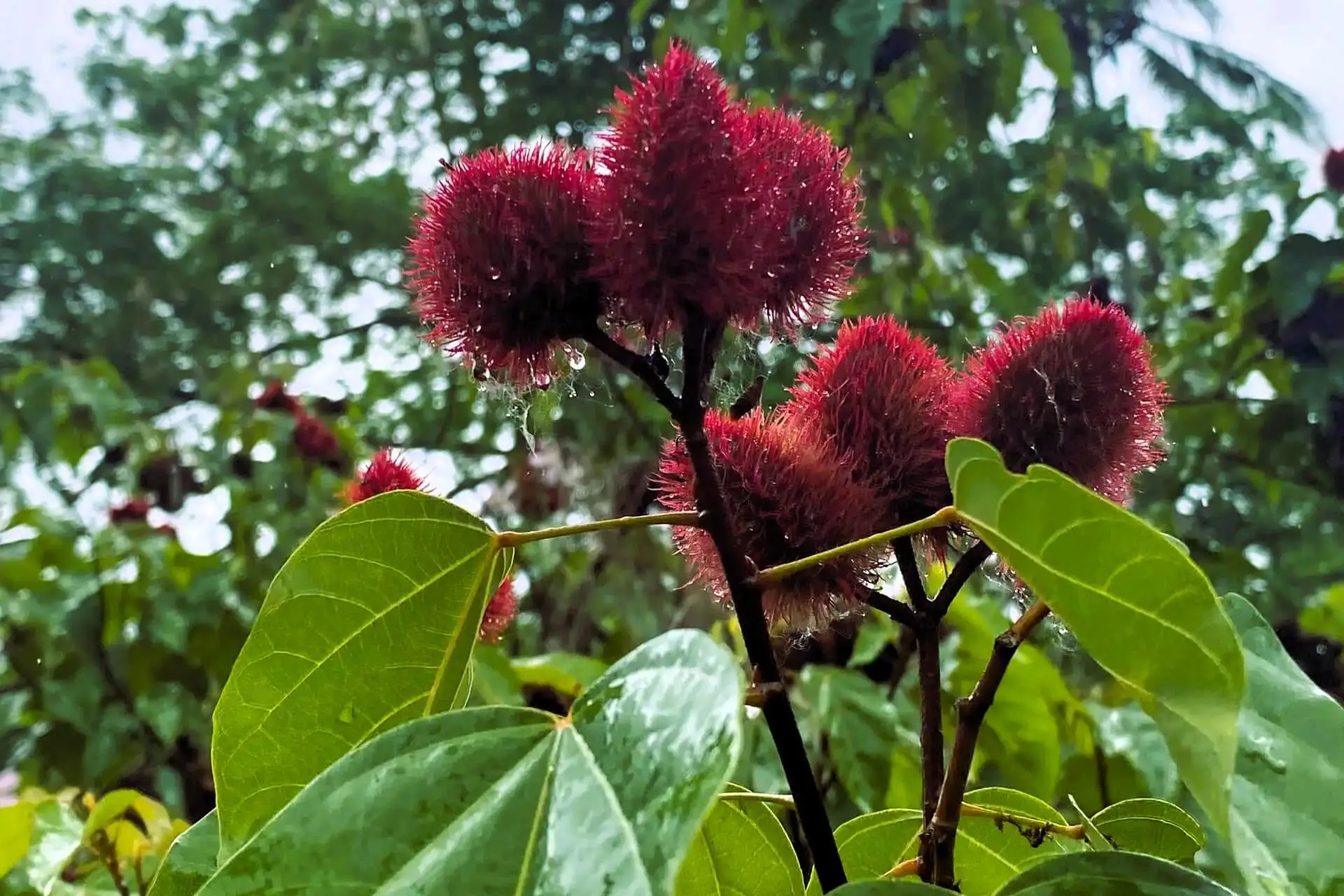 village_spice_farm_tour_04