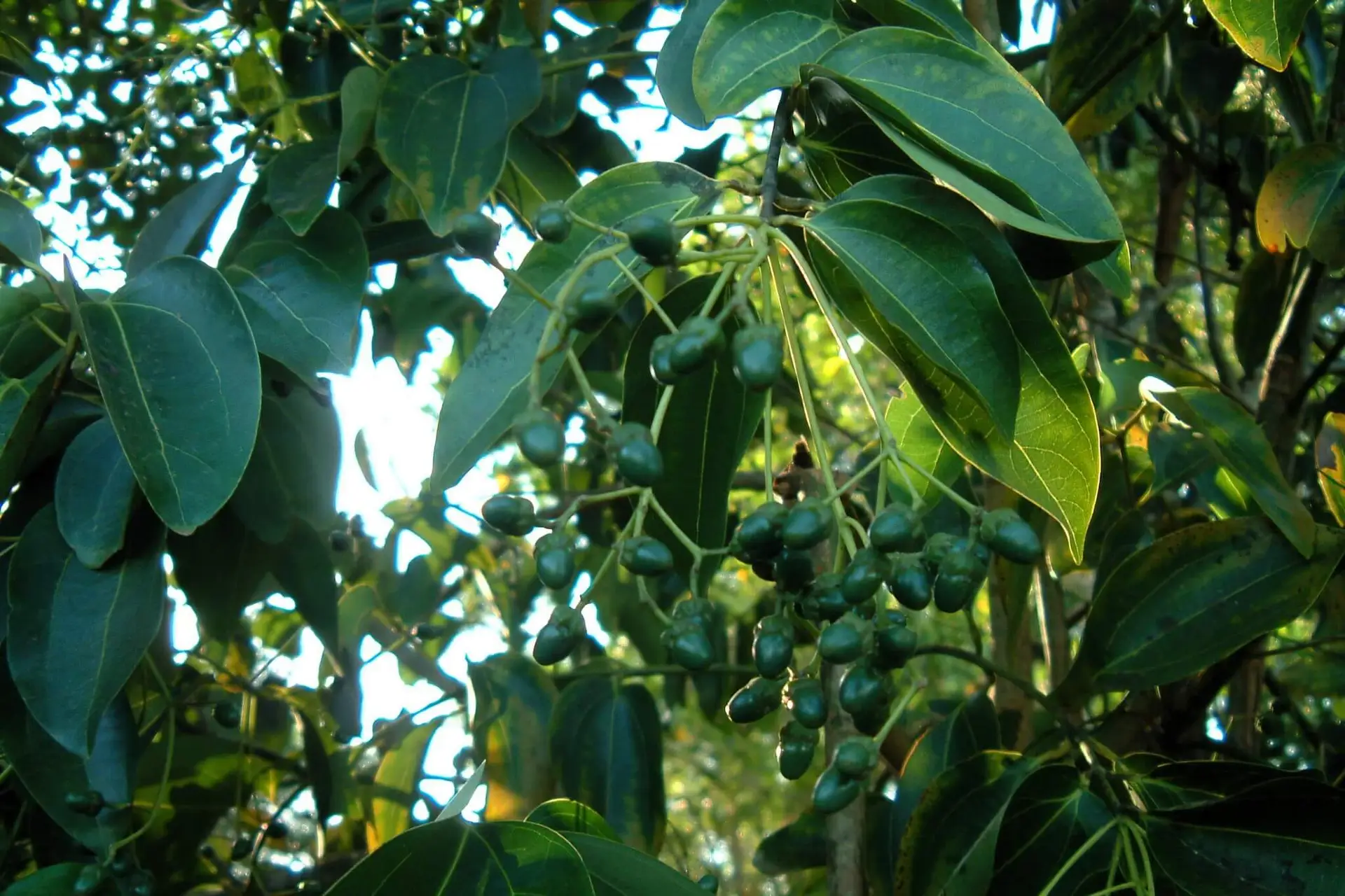village_spice_farm_tour_05